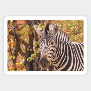 Zebra in a Mopani forest Sticker